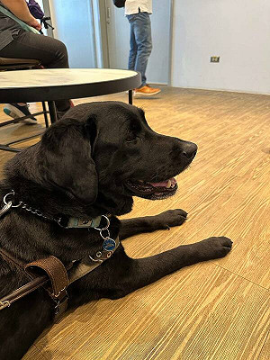 帶導盲犬用餐被拒她心冷!起家雞道歉卻把責任丟給員工 慘遭二度炎上