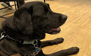 帶導盲犬用餐被拒她心冷！起家雞道歉卻把責任丟給員工　慘遭二度炎上