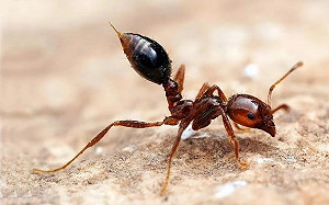 好厲害的「紅狗牙 」! 它戰鬥力驚人 廣東男子才被咬一口就休克