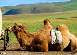 到草原幫駱駝看病  興大、蒙古學術交流