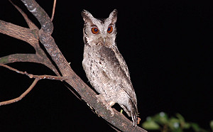 週末放輕鬆！跟動保處一起夜訪貓頭鷹