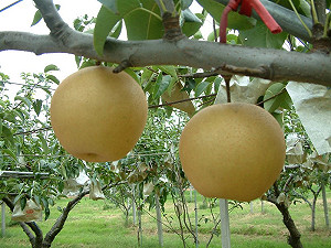 梨塗生長激素？市府澄清：假的！