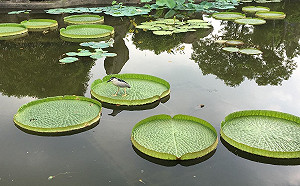 大王蓮奇幻漂浮！雙溪公園體驗水上漂