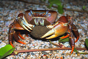 就是要橫行霸道!  墾丁護蟹封馬路