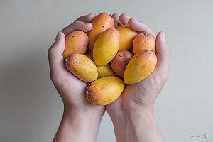 芒果產季湧車潮 玉井推接駁車疏運