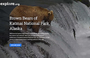 Google Earth現在竟直播棕熊捕魚？