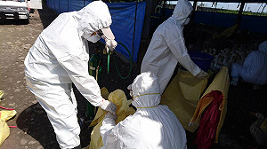 加強禽場監測 屏東檢出H5N2及H5N8禽流感