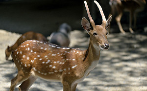 一公配六母精盡鹿亡? 原是「牛結核」奪命