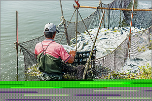 高溫炸全台  夏季養殖魚業管理有撇步