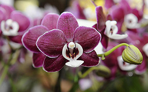 請問您哪位？蝴蝶蘭品種未來APP就可查