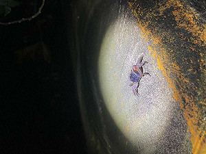 另類玩法!「綠島過山古道尋寶趣」體驗不一樣生態之旅
