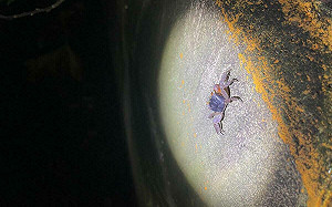 另類玩法！「綠島過山古道尋寶趣」體驗不一樣生態之旅