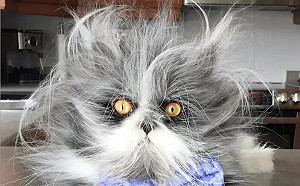 多毛症波斯貓爆紅！「炸毛厭世臉」吸80萬粉