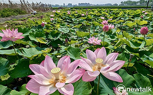白河蓮花季精彩活動持續至8月  黃偉哲力推白河周邊輕旅行