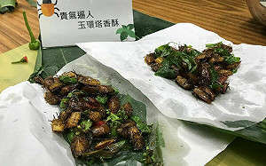 林業署辦活動現場炸荔枝椿象！食藥署：恐觸犯食安法