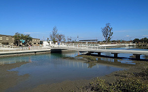 近距離觀賞招潮蟹！炎炎夏日台南「青鯤鯓扇形鹽田」踏青去