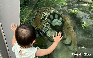 台北動物園「馬來虎」首次見客！趴玻璃看小朋友照片曝光