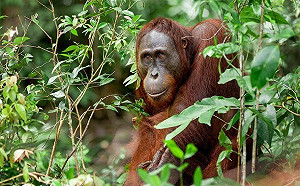 買棕櫚油就送紅毛猩猩! 馬來西亞「猩猩外交」計劃引發環保爭議