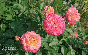 台北玫瑰園迎接5月花季！超美花海把握時間搶拍