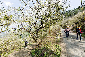懶人包》賞螢、泡湯、喝咖啡!台南5大登山步道推薦