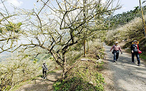 懶人包》賞螢、泡湯、喝咖啡！台南5大登山步道推薦