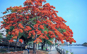 浪漫520何處去？   高市觀光局推薦愛河賞花啖美食  