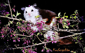 尋找呆萌白面鼯鼠、野山羊！大雪山夜訪活動5/23登場