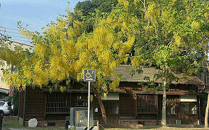 嘉義賞花一日遊！騎鐵馬賞阿勃勒  訪文青老屋喝咖啡