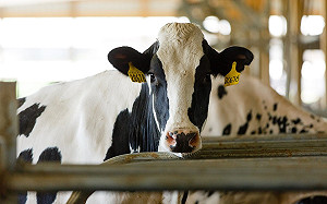 美國乳牛染禽流感  台灣鮮乳恐受影響？疾管署：民眾切勿飲用未殺菌生乳