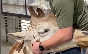 長頸鹿脖子關節卡住！神醫出手治療成功