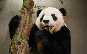 呼應國際瀕危物種日！台北動物園明展出「團團」標本