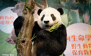 台北動物園「瀕危動物故事館」秋季開幕！團團標本引領探索珍稀物種