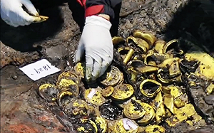 黃金會自然蒸發？傳陸民撿11斤黃金交博物館竟變 8斤 官方 : 正常現象