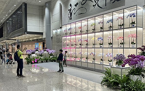 桃機最新打卡亮點!二航廈接機廳展出特色蘭花牆