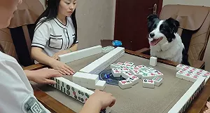 邊境牧羊犬上桌打麻將!下秒狂叫:我胡了