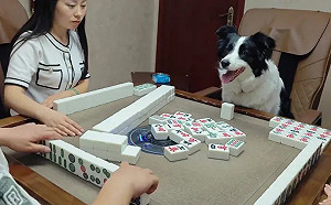 邊境牧羊犬上桌打麻將！下秒狂叫：我胡了