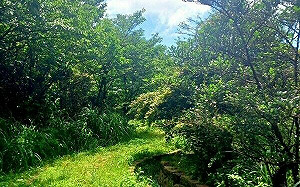 農村隱身市郊!陽明山「湖田里」賞山海交織美景