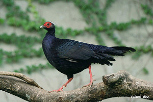 越南鷴育雛成功!北市動物園曬照曝雛鳥生長狀況