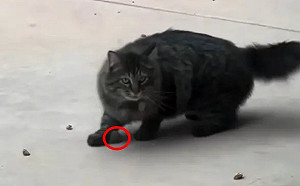 機智老鼠貓爪下逃生！完美隱身：你看不見我