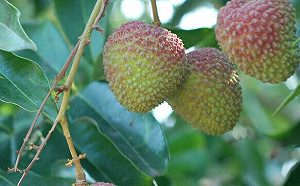 玉荷包產量大減！端午價格將上漲 1台斤恐飆破200元