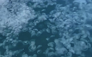(影) 藍色果凍海! 大量水母入侵俄羅斯黑海成奇觀 網笑 : 快叫中國人來吃