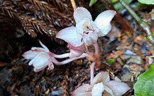 藤枝發現極危植物「密鱗長花柄蘭」！珍貴畫面公開