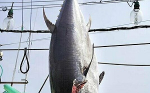 黑鮪魚豐收、批發價崩跌漁民心淌血?漁業署:價格在正常市場機制內