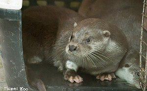 動物園水獺寶寶萌樣曝光！「萌萌兄弟」台灣動物區亮相