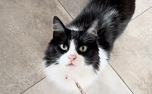 賓士貓當飯店員工！1週後獲鉅額小費