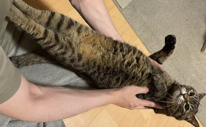 就是不給主人抱！固執虎斑硬成一夜干