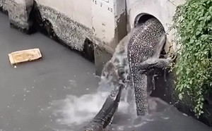 縮小版「哥吉拉」被拍到了！排隊鑽進家門