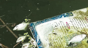 (影) 茅台哥、退休哥惹眾怒! 長江汙染飄惡臭 官員擺爛挨轟 牽連多人被免職