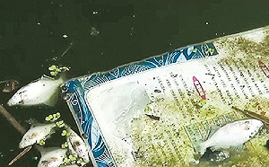 (影) 茅台哥、退休哥惹眾怒! 長江汙染飄惡臭 官員擺爛挨轟 牽連多人被免職