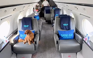 「狗狗優先」豪華航班正式啟航！票價達19萬